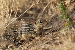 Ictidomys tridecemlineatus