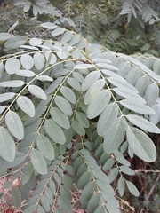 Robinia pseudoacacia