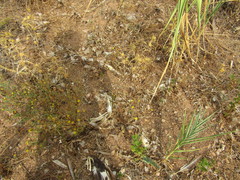 Gallus gallus domesticus