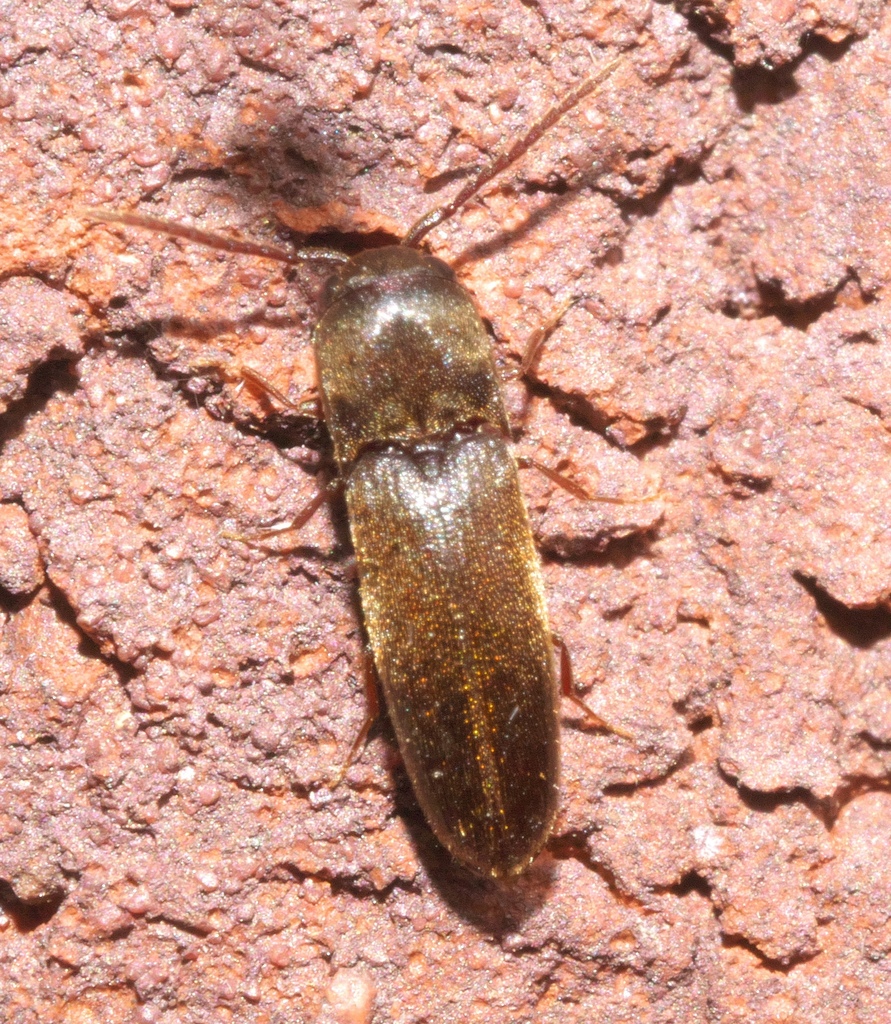 Dromaeolus badius