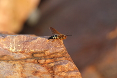 Sphecius speciosus