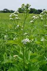 Napaea dioica