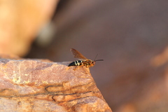 Sphecius speciosus