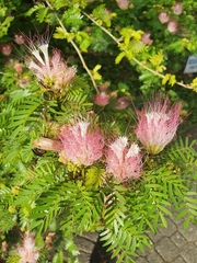 Calliandra eriophylla