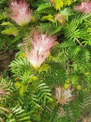 Calliandra eriophylla