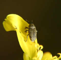 Odontocorynus umbellae