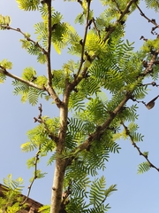 Calliandra eriophylla