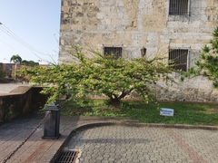 Calliandra eriophylla