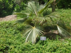 Pritchardia minor