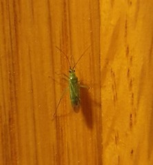 Blepharidopterus angulatus