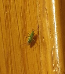 Blepharidopterus angulatus