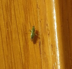 Blepharidopterus angulatus