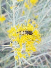 Acmaeodera decipiens