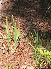 Sarracenia
