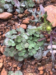 Oxalis reflexa