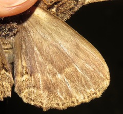 Naprepa flexifera