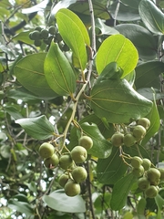 Sarcomphalus domingensis