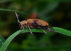 Celosterna scabrator