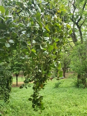 Sarcomphalus domingensis