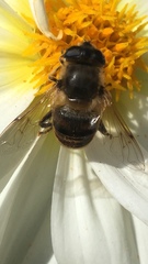 Eristalis tenax