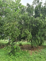 Sarcomphalus domingensis