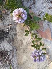 Psoralea fruticans