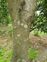 Sarcomphalus domingensis