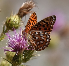 Speyeria coronis carolae