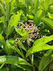 Miconia prasina