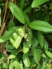 Miconia prasina