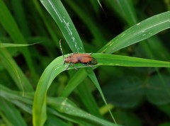 Celosterna scabrator