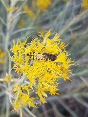 Acmaeodera decipiens