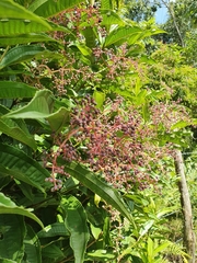 Miconia prasina
