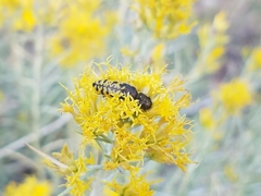Acmaeodera decipiens