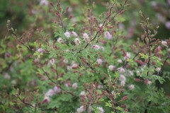 Mimosa monancistra