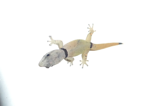 Sphaerodactylus glaucus image