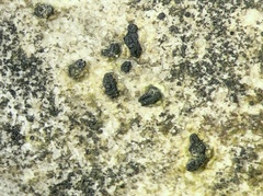 Opegrapha dolomitica