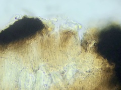 Opegrapha dolomitica