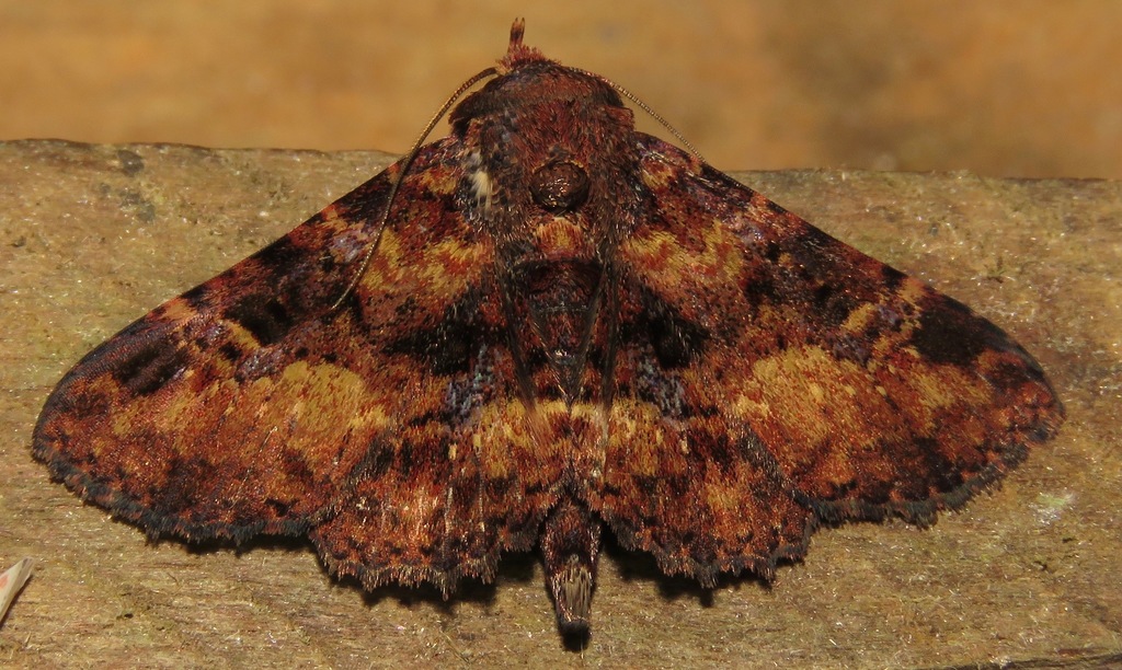 Metalectra praecisalis