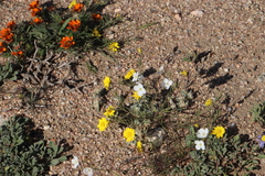 Heliophila variabilis