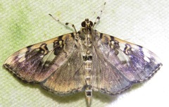 Pantographa expansalis