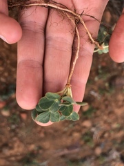Oxalis melanosticta