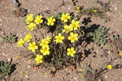 Oxalis copiosa
