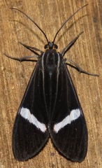 Aclytia albistriga image