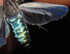 Aclytia albistriga