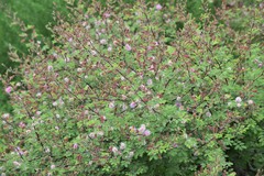 Mimosa monancistra