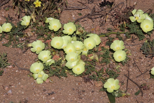 Image of Grielum humifusum by (c) Tony Rebelo, some rights reserved (CC BY-SA)