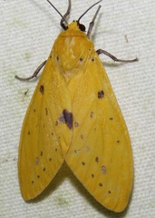 Symphlebia