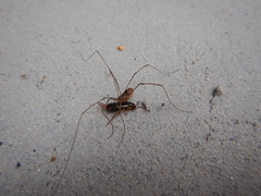 Leiobunum calcar