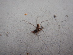 Leiobunum calcar